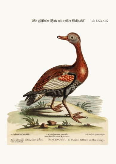 The Red-billed Whistling Duck von George Edwards