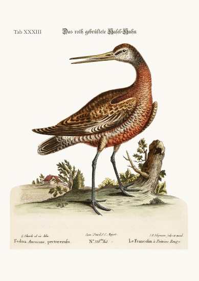 The Red-breasted Godwit von George Edwards