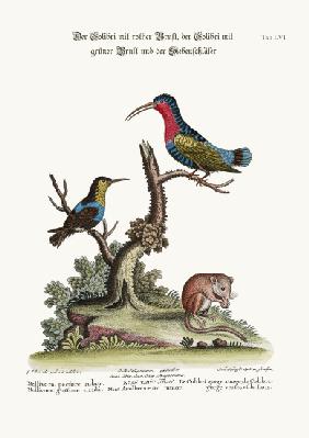 The Red-breasted Hummingbird, the Green-throated Hummingbird, and the Dormouse 1749-73