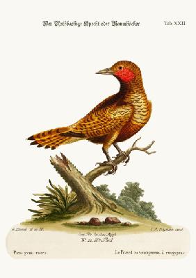 The Red-cheeked Woodpecker 1749-73