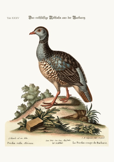 The red-legged Partridge from Barbary von George Edwards