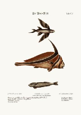The Ribband-Fish 1749-73