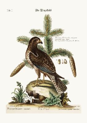 The Ring-tailed Hawk 1749-73
