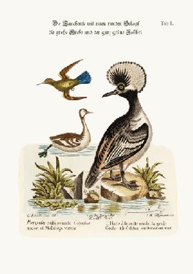 The Round-crested Duck, the Greater Dobchick, and the All-green Hummingbird 1749-73