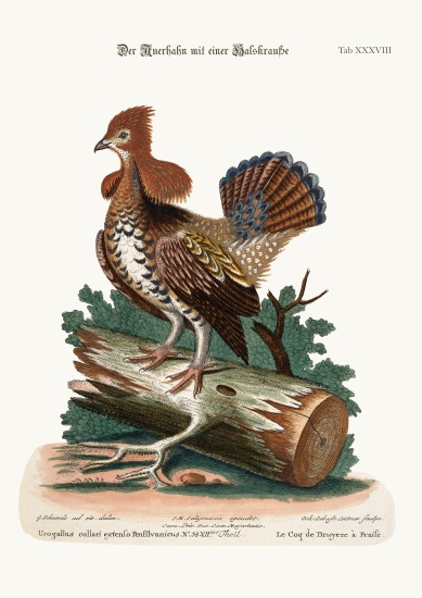 The Ruffed Heath-Cock or Grous von George Edwards
