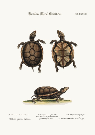 The small Mud-Tortoise von George Edwards