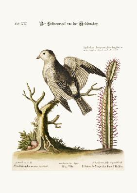 The Snow-Bird from Hudson's Bay 1749-73