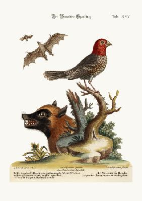 The Sparrow of Paradise. The Great Bat from Madagascar 1749-73