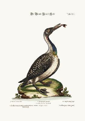 The speckled Diver or Loon 1749-73