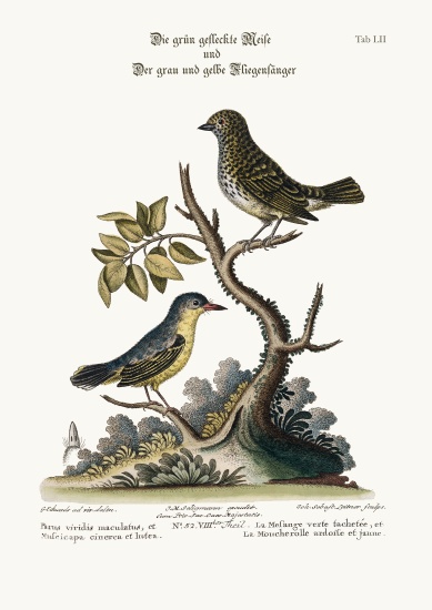 The Spotted Green Tit-Mouse, and the Grey and Yellow Flycatcher von George Edwards