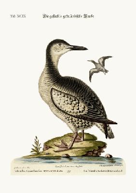 The spotted Greenland Dove 1749-73