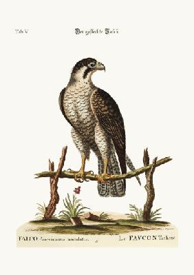 The spotted Hawk or Falcon 1749-73
