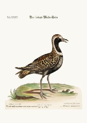The Spotted Plover 1749-73