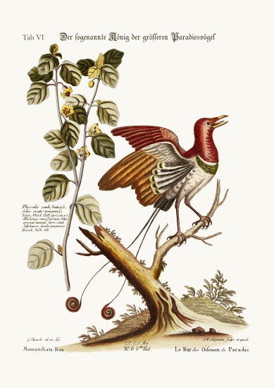 The supposed King of the greater Birds of Paradise von George Edwards