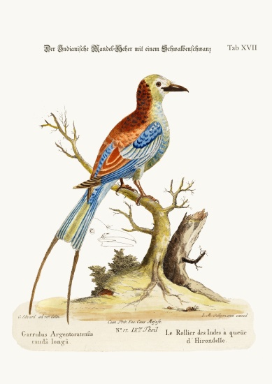 The Swallow-tailed Indian Roller von George Edwards