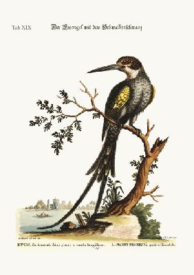 The swallow-tailed Kingfisher 1749-73
