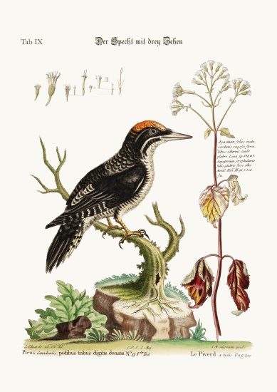 The three-toed Woodpecker von George Edwards