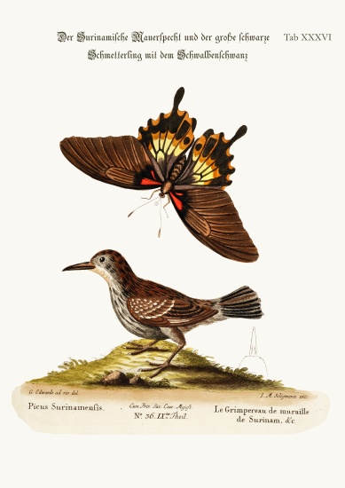 The Wall-creeper of Surinam and the Great Dusky Swallow-tailed Butterfly von George Edwards