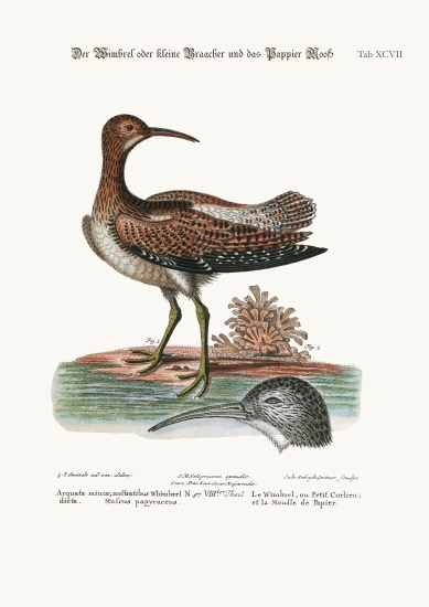 The Whimbrel, or Lesser Curlew, and the Paper-Moss von George Edwards