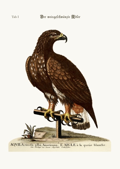The white-tailed Eagle von George Edwards