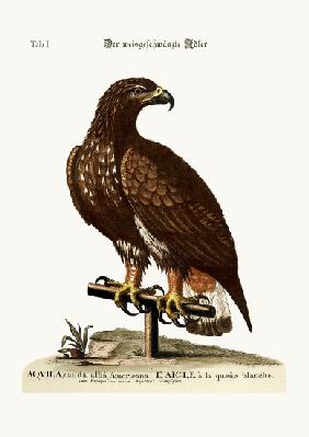 The white-tailed Eagle 1749-73