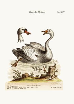 The Wild Swan 1749-73