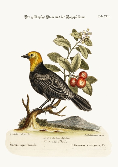The Yellow-headed Starling. The Arbutus or Strawberry-Tree von George Edwards