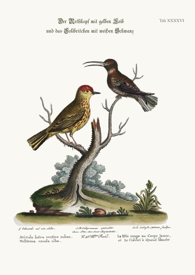 The Yellow Red-Pole, and the White-tailed Hummingbird von George Edwards