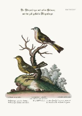 The Yellow-tailed Flycatcher, and the Spotted Yellow Flycatcher 1749-73