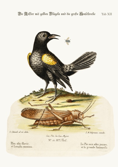 The Yellow-winged Pye, and Greatest Locust von George Edwards