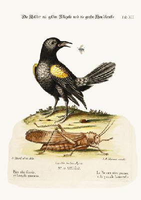 The Yellow-winged Pye, and Greatest Locust 1749-73