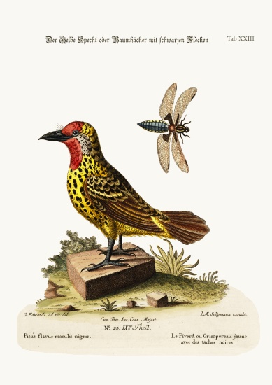 The Yellow Woodpecker with Black Spots von George Edwards