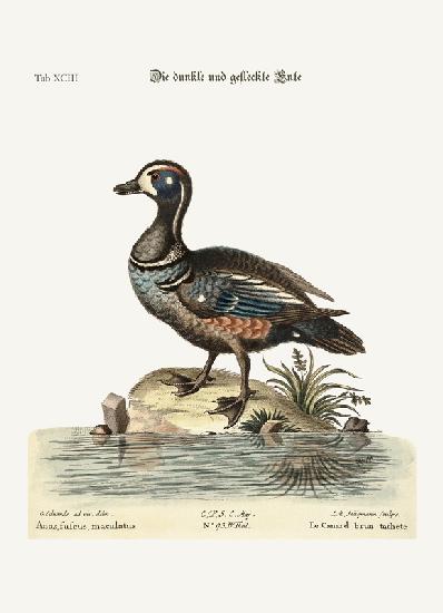 The Dusky and Spotted Duck 1749-73