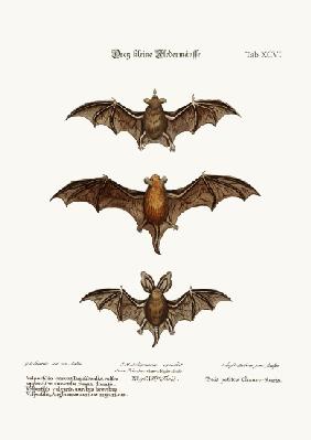 Three small Bats 1749-73