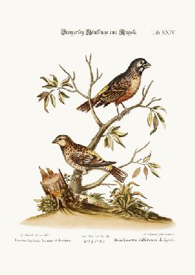 Two Sorts of Linnets from Angola 1749-73