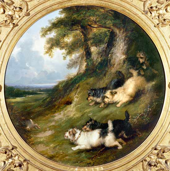 Terriers Rabbiting von George Armfield