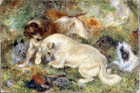 Terriers and Rabbits in a Wood von George Armfield
