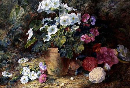 A Still Life of Pelargoniums in a Pot with Camellias von George Clare