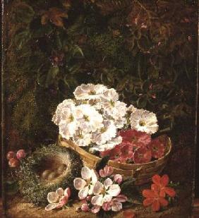 Still life of bird's nest, primulas in a basket and apple blossom