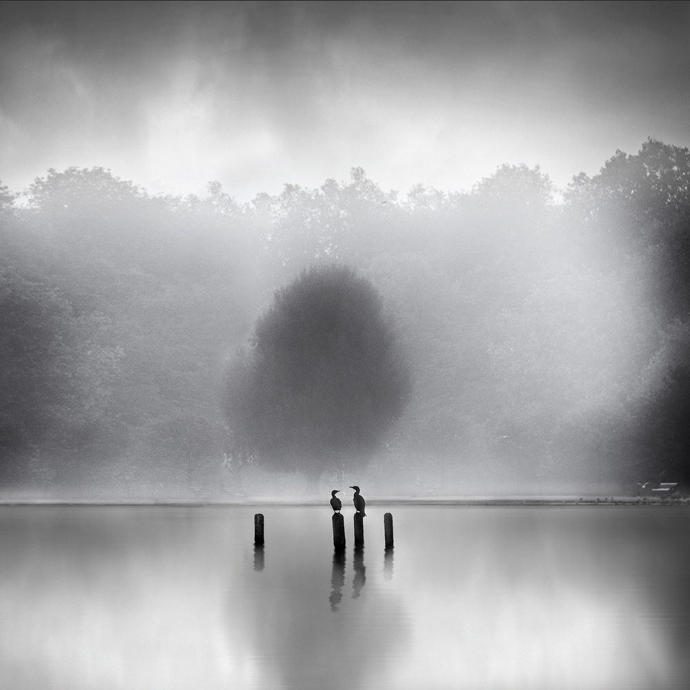 Kormorane im Nebel von George Digalakis