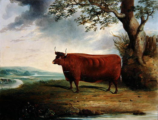 Portrait of a Brown Cow, 1844 (oil on canvas) von George Fenn