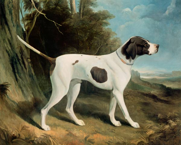 Portrait of a liver and white pointer von George Garrard