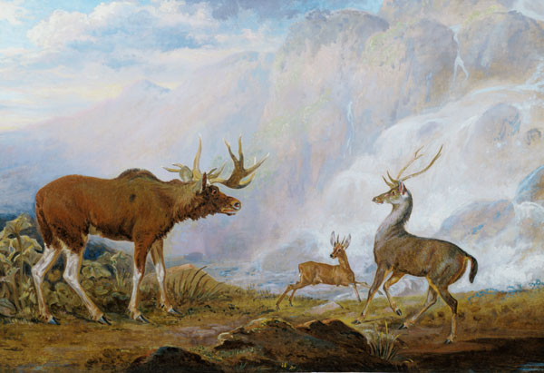 Earl of Orford's Elk, Antelope and Stag von George Garrard
