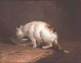The Artist's Cat Drinking 1792
