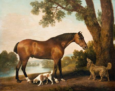 Ein Brauner, ein Springer Spaniel und ein Sussex Spaniel 1782