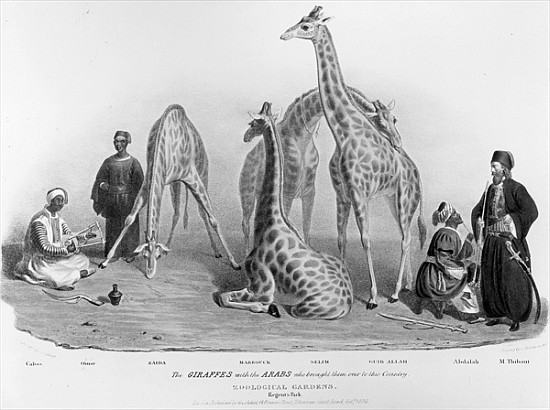 The Giraffes with the Arabs who brought them over to this country, Zoological Gardens, Regent''s Par von George the Elder Scharf