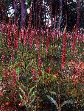 Foxgloves c.1916