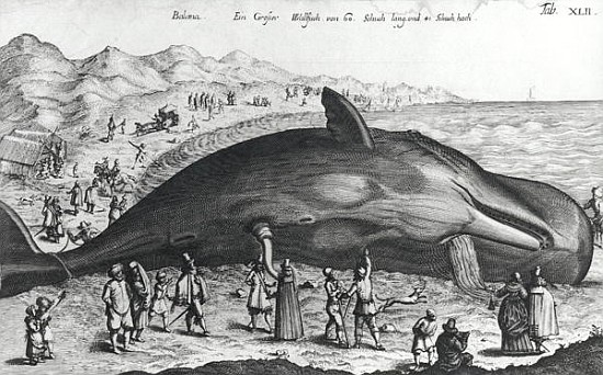 Dead whale von German School
