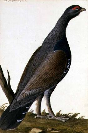 Game Bird c.1740  on