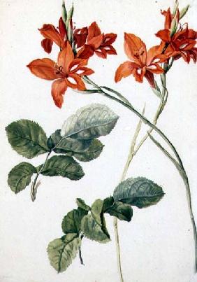 Gladiolus and Rose Leaves c.1790  on